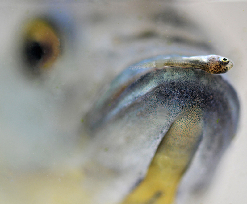 A tiny juvenile tilapia perches on the lip of its mother.