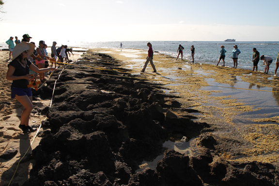 Student and teacher volunteers aid in cataloging life in the intertidal zone.