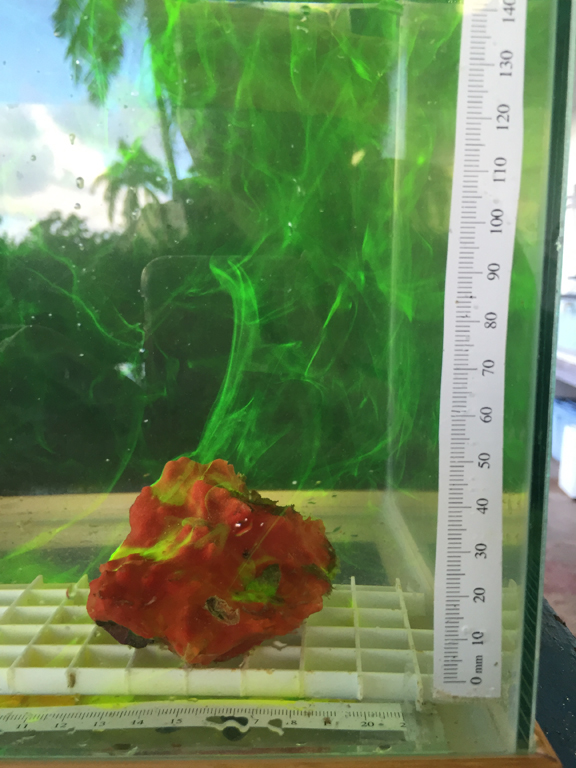 Green plume of dye drifts upward from red sponge in fishtanks