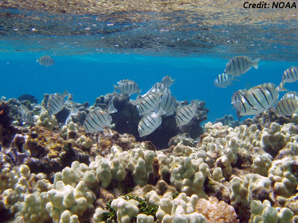 Humankind's biogeochemical experiment: Ocean acidification and "coral reef" dissolution