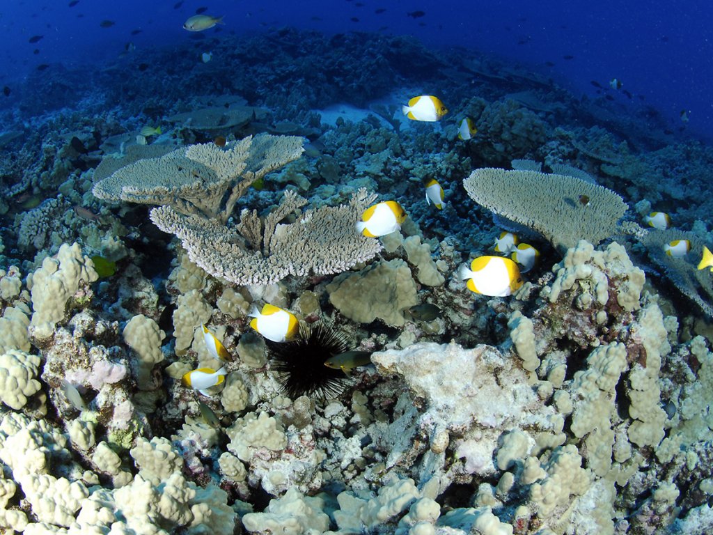 Colorful fish swim around coral of various varieties