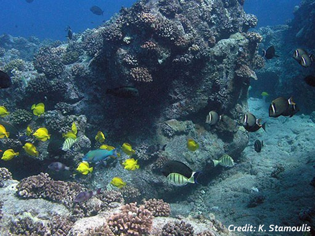 Assorted tropical fish swim around a tall coral outcrop