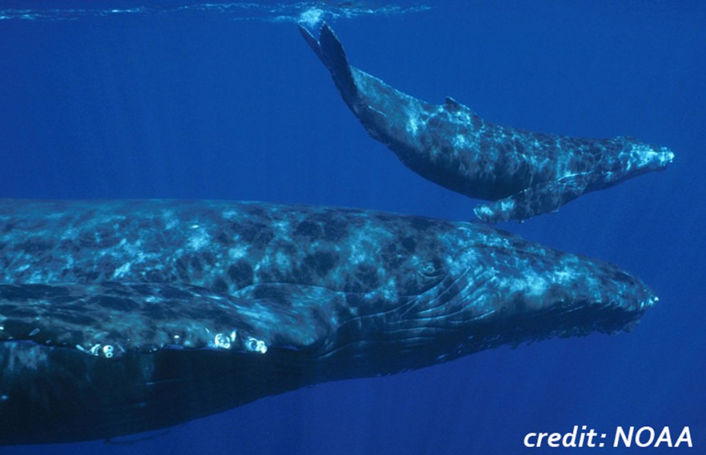 A mother humpback whale with her calf swim together