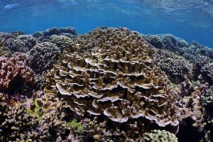 Underwater image of healthy coral reef with M. capitate in center of view