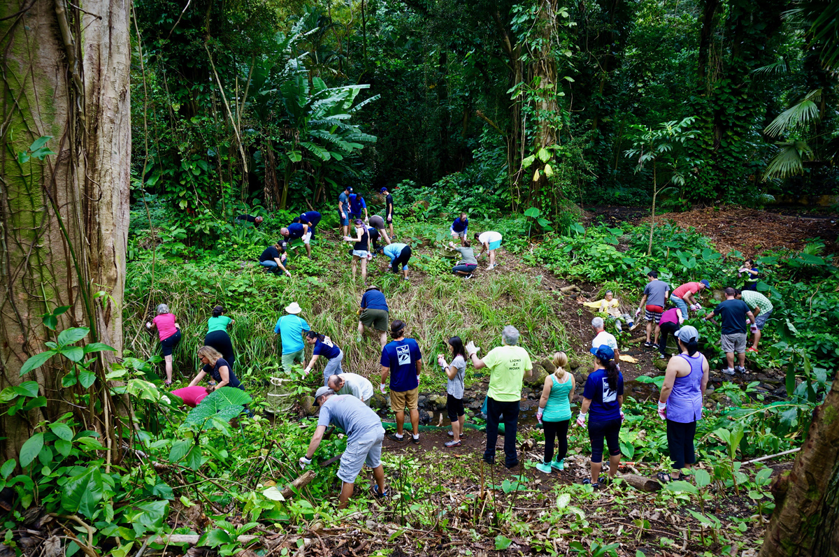 Staff members pull plants amongst a tropical forest setting