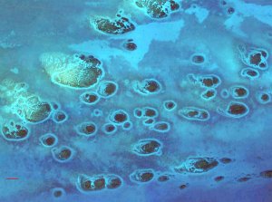 Google Earth image showing small round brown reefs with brighter rings around them