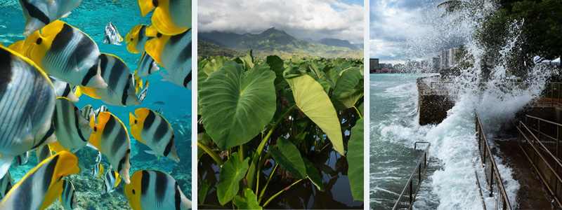 Fish Swimming and Kalo Farm