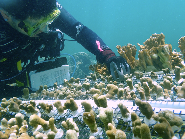 A scuba diver checks on coral nubs in a grating on the bay floor