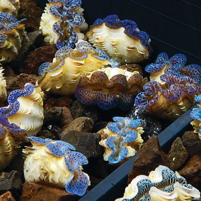 Large clam shells with bright blue lips are clustered together
