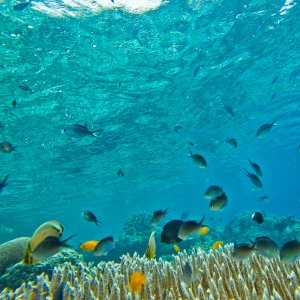 Underwater image of reef fish and coral