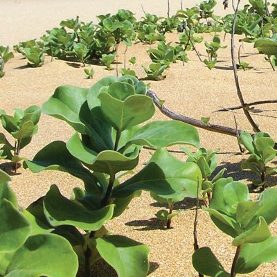 Close up image of green plants growing in sand