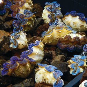 Clam shells with bright blue lips are clustered together
