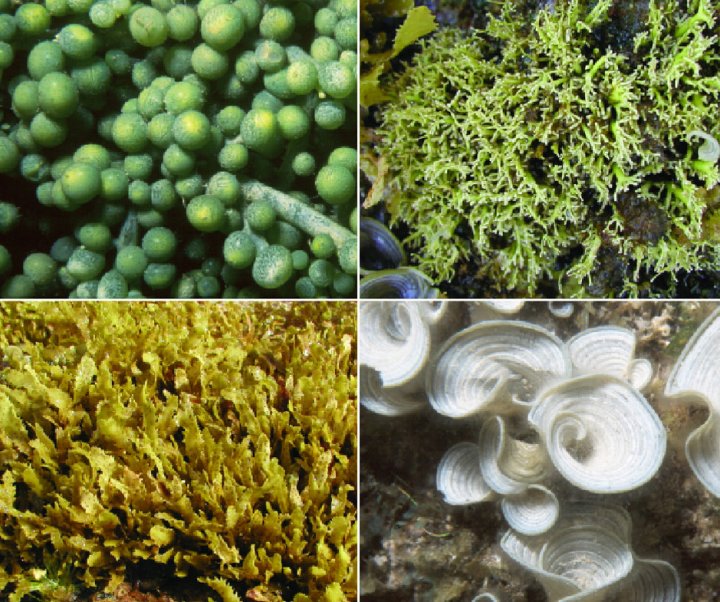 Hawaiian Reef Plants Book Cover, features four images of reef plants