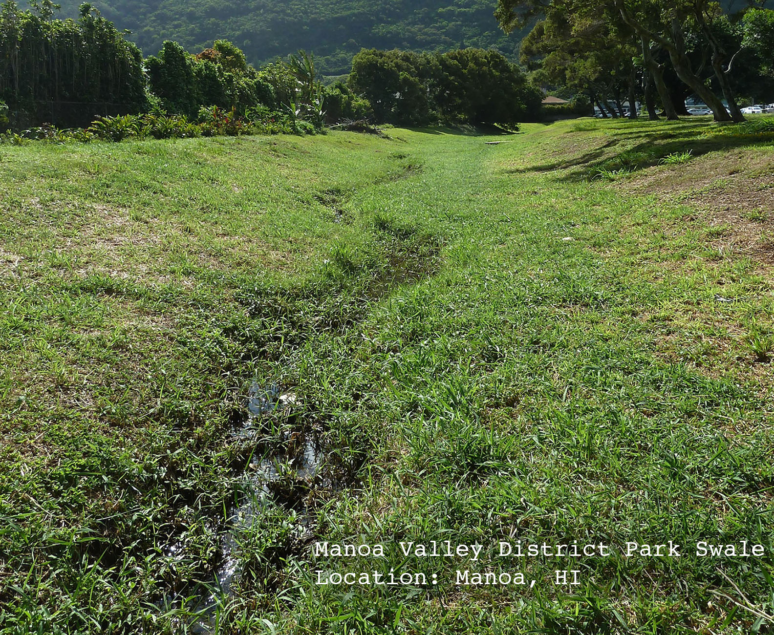 A small stream trickles through a park in Manoa