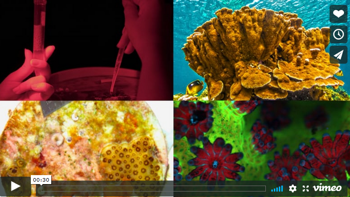 4 thumbnail images: A scientist conducts research with test tubes, large coral grows underwater, a microscopic organism, microscopic plankton