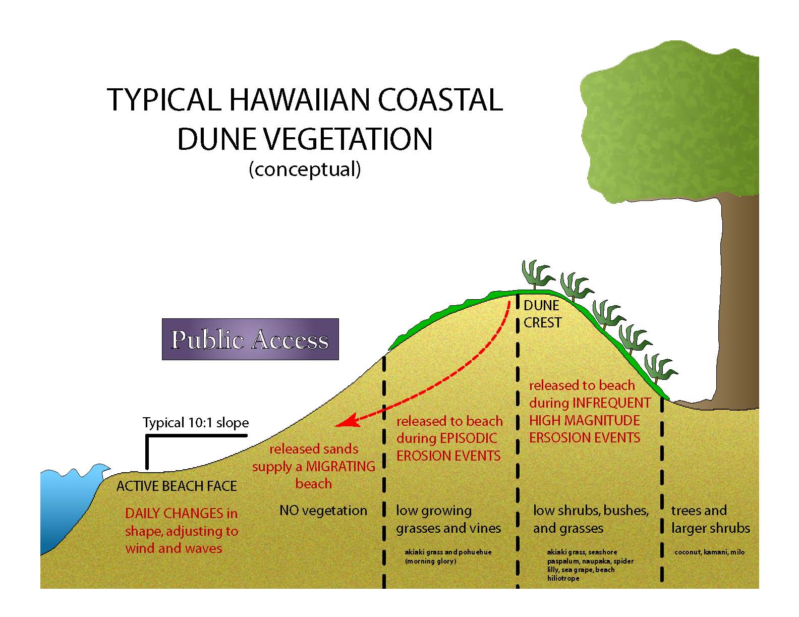 Typical Hawaiian coastal dune vegetation conceptual cartoon