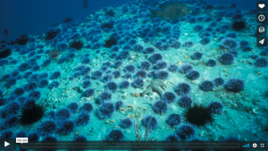 Countless sea urchins sit on the sea floor