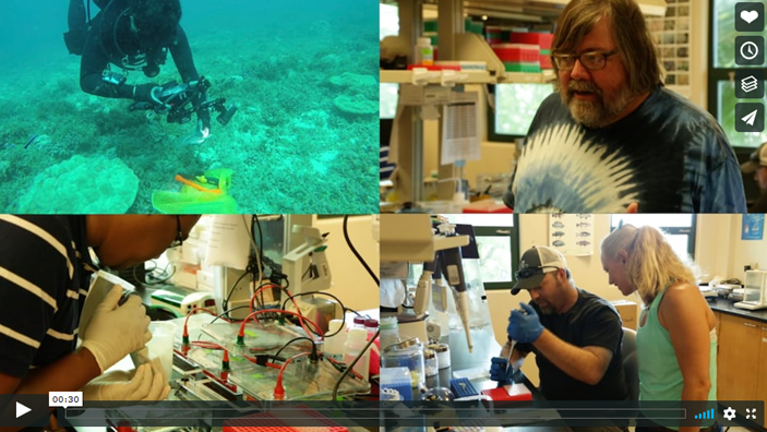 Four thumbnail images: A scuba diver takes images underwater, a scientist wears a colorful tshirt in a lab, a scientist looks closely and samples, two scientists work on a lab
