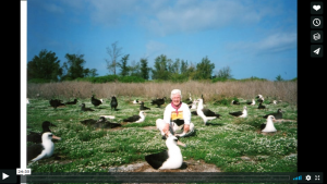 A woman sits in a field surrounded by Albatross birds