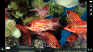 Small red and white striped fish swim in a group