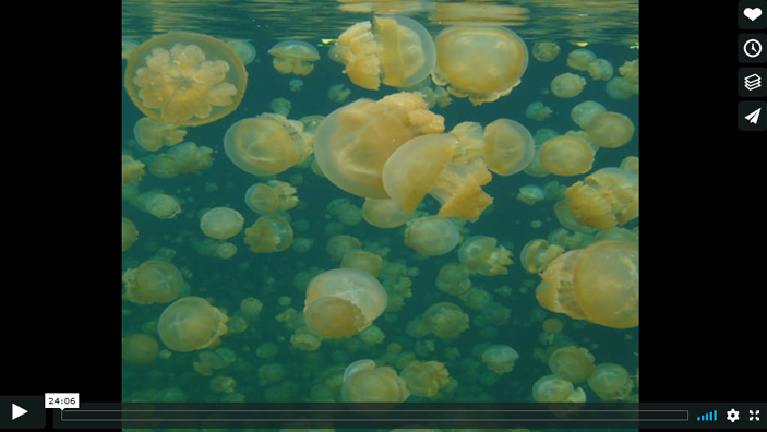 A large amount of jellyfish swim in the ocean