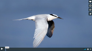 A white bird with a long windspan flies through the sky