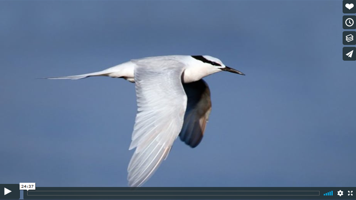 A white bird with a long windspan flies through the sky