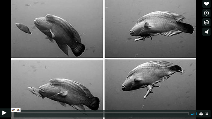 Four separate black & white images of two fish swimming side by side