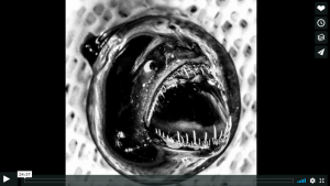 Black and white image of a deep sea fish