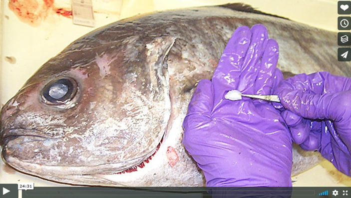A scientist removes plastic from a deceased fish using tweezers