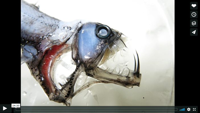 voice of the sea season 2 episode 3 - close up image of a deep sea fish skeleton