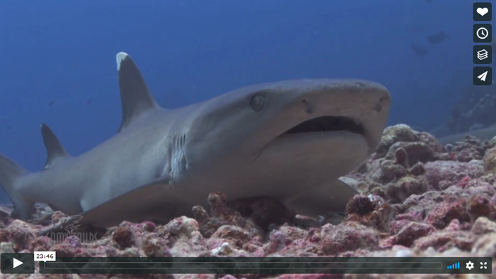 A shark swims over a reef