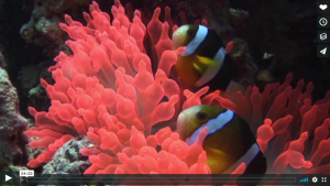 voice of the sea season 2 episode 6 - Clownfish swim through a reef