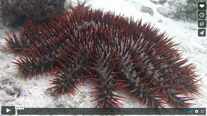 voice of the sea season 2 episode 8 - a red sea urchin sits on the sea floor