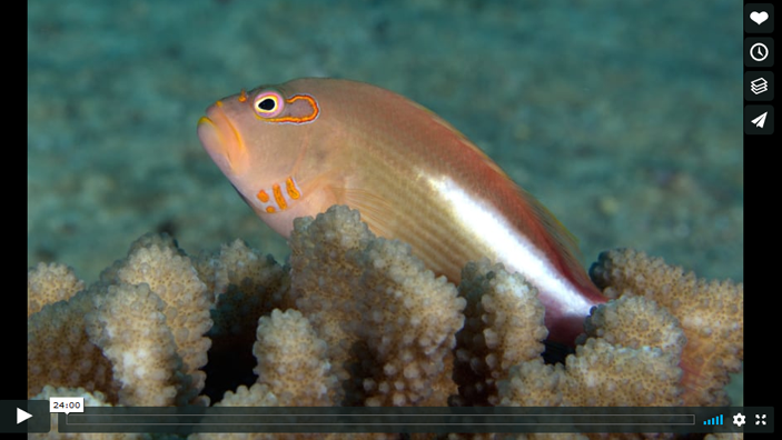 An orange fish swims between orange coral