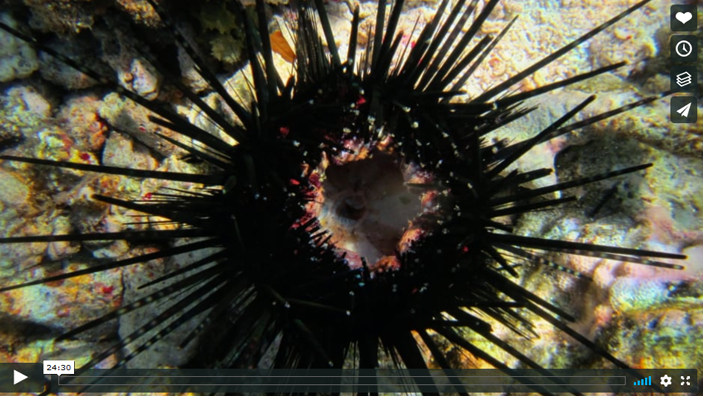Close up image of a Sea Urchin