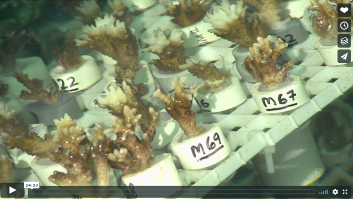 Small corals are individually numbered in an underwater farm