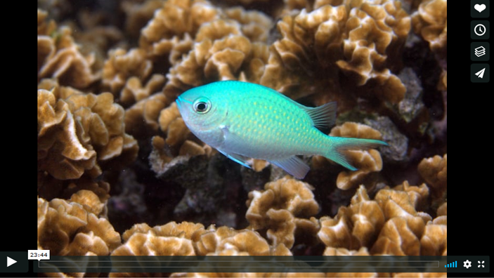 A bright blue colored fish swims in a reef