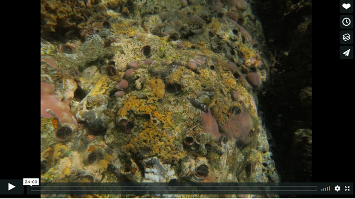 voice of the sea season 3 episode 8, Ocean Acidification and Snail Overpopulation