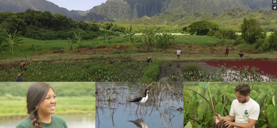 voice of the sea, season 6, wpisode 1 is titled Hidden Benefits of Farming Kalo. composit photo of mountains, taro farm, people working, and native bird.