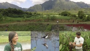 voice of the sea, season 6, wpisode 1 is titled Hidden Benefits of Farming Kalo. composit photo of mountains, taro farm, people working, and native bird.