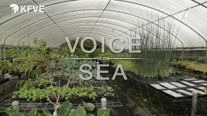 Voice of the Sea cover image with a greenhouse in the background