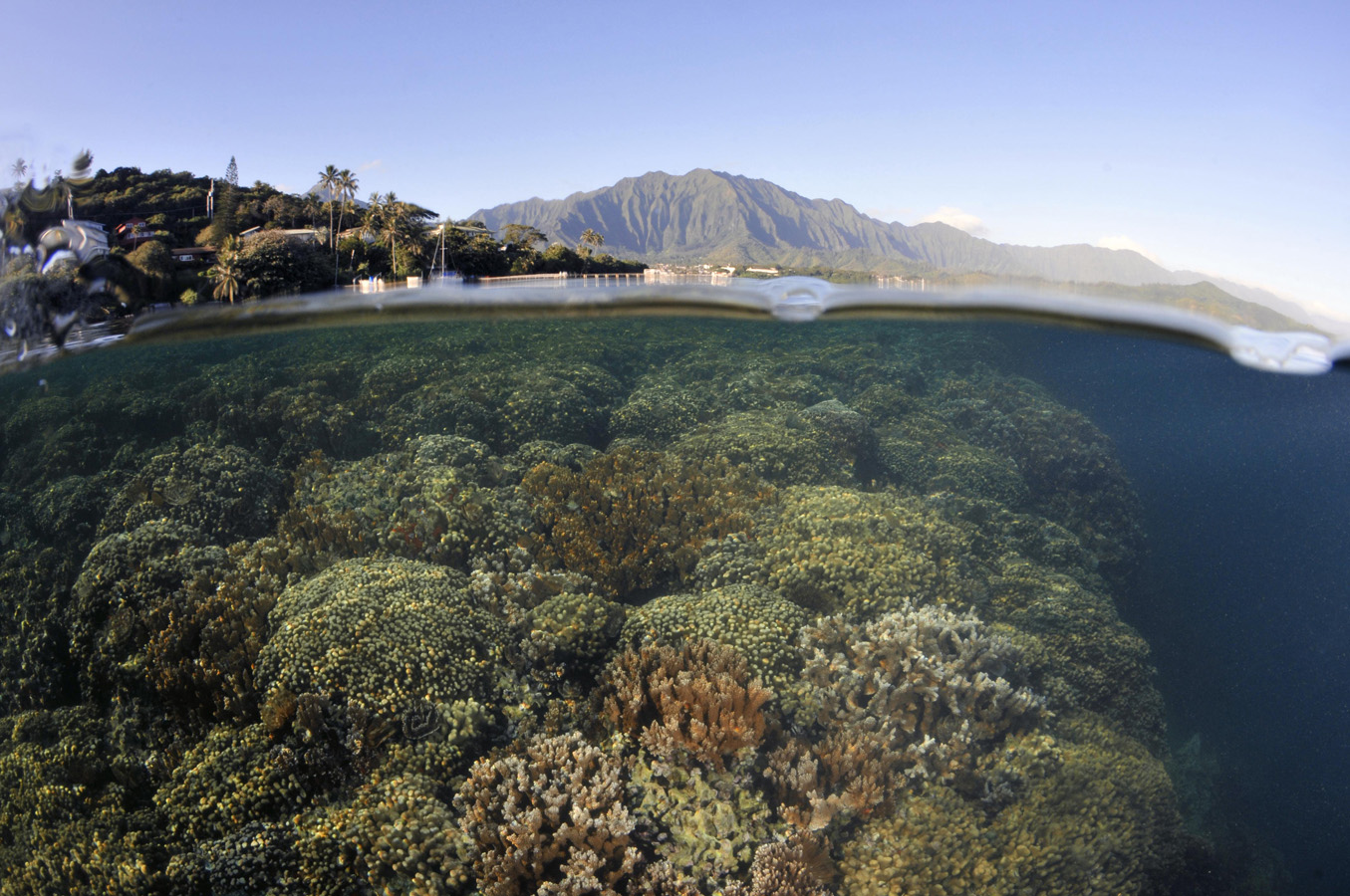 Split field of view showing coral reef below the water surface and mountains and bay shore above.