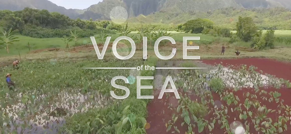 Voice of the Sea cover image, with taro patches and mountains in the background