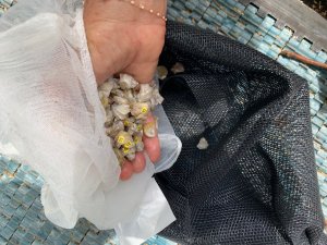 A hand pulls numbered shells out of a mesh bag