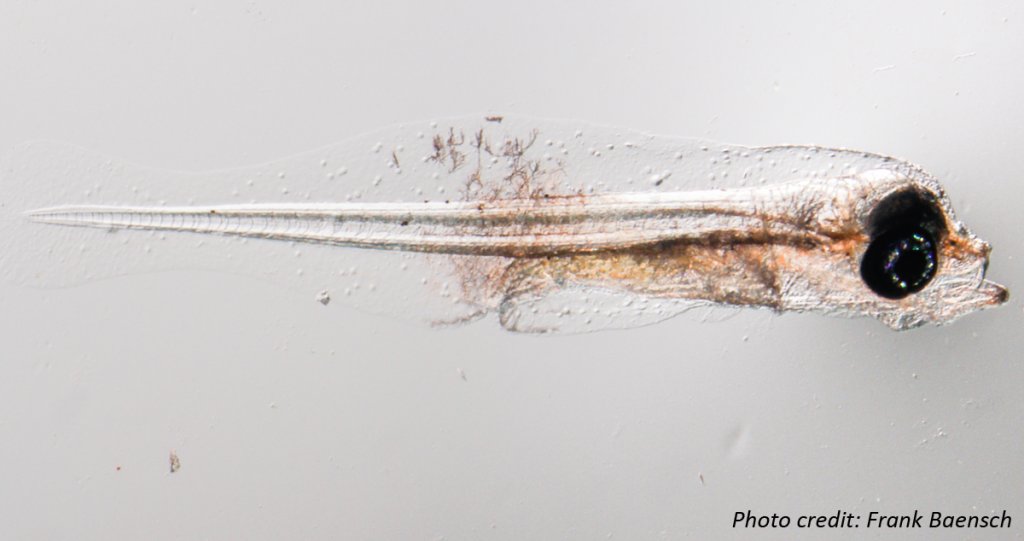 Microscope image of fish larvae with internal detritus visible