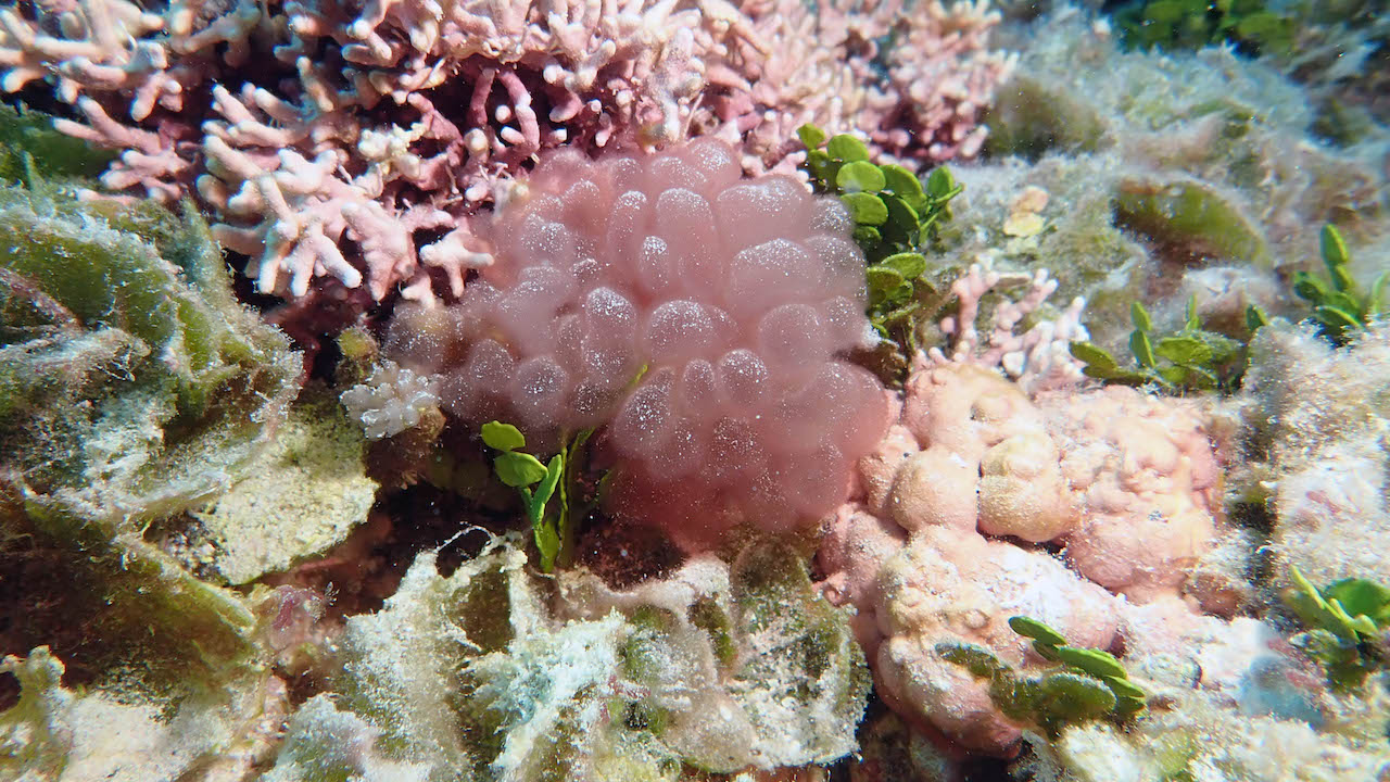 Deep Sea Algae