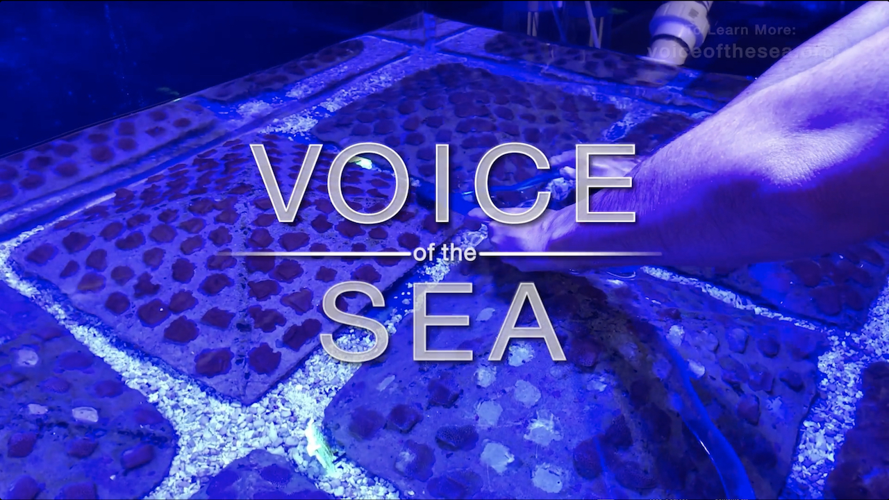 Voice of the Sea logo overlaid on an image of coral