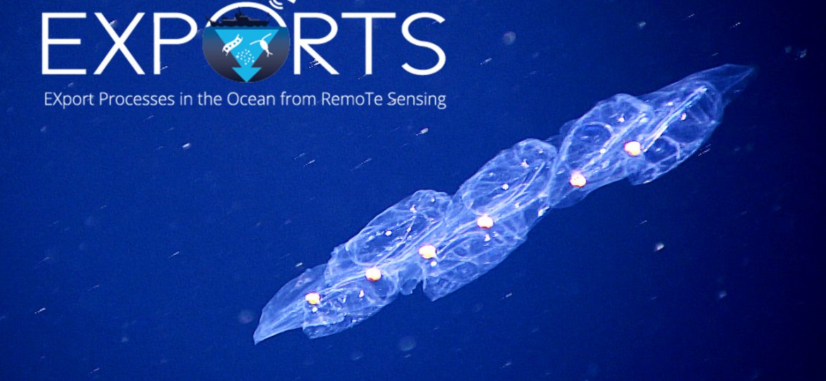 A jellyfish floats through the water, with the EXPORTS logo on the left hand side