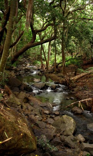 Manoa Stream covered by a canopy